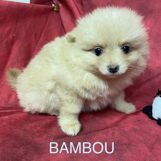 chiot Spitz allemand BAMBOU spitz  disponible Domaine de la Chantelaie