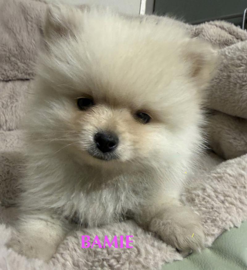 BAMIE spitz naine disponible Femelle Spitz allemand