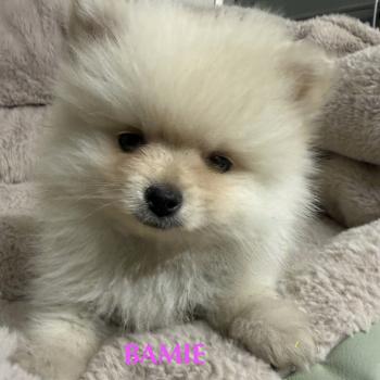 chiot Spitz allemand BAMIE spitz naine disponible Domaine de la Chantelaie