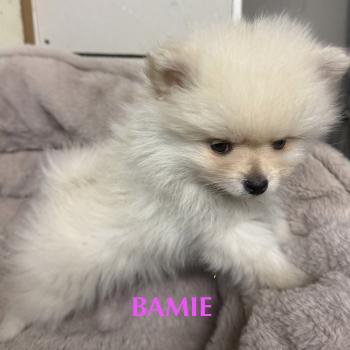 chiot Spitz allemand BAMIE spitz naine disponible Domaine de la Chantelaie