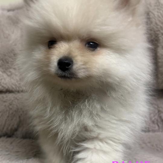 chiot Spitz allemand BAMIE spitz naine disponible Domaine de la Chantelaie