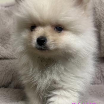 chiot Spitz allemand BAMIE spitz naine disponible Domaine de la Chantelaie