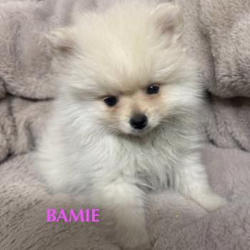 chiot Spitz allemand BAMIE spitz naine disponible Domaine de la Chantelaie