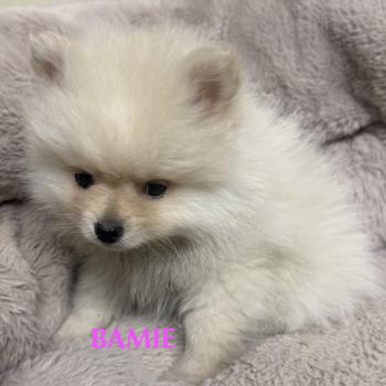 chiot Spitz allemand BAMIE spitz naine disponible Domaine de la Chantelaie