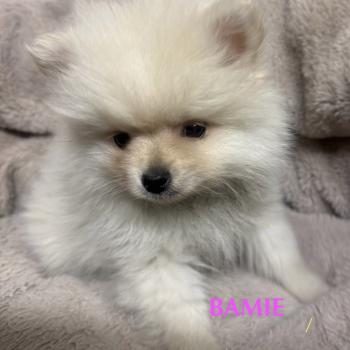 chiot Spitz allemand BAMIE spitz naine disponible Domaine de la Chantelaie