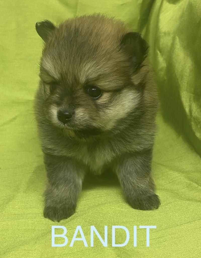 BANDIT spitz à réserver Mâle Spitz allemand