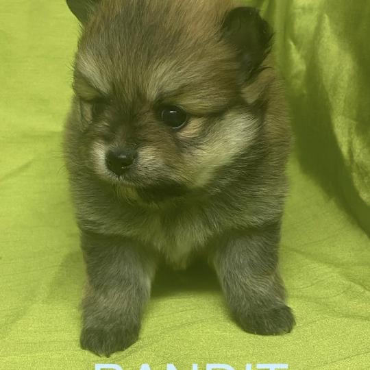 chiot Spitz allemand BANDIT spitz à réserver Domaine de la Chantelaie