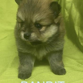 chiot Spitz allemand BANDIT spitz à réserver Domaine de la Chantelaie