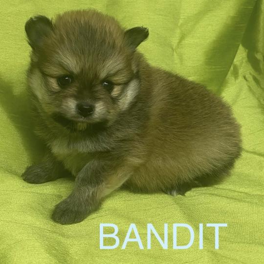 chiot Spitz allemand BANDIT spitz à réserver Domaine de la Chantelaie