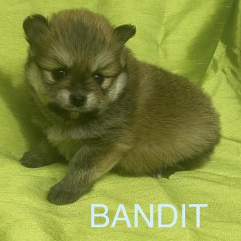 chiot Spitz allemand BANDIT spitz à réserver Domaine de la Chantelaie