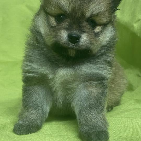 chiot Spitz allemand BANDIT spitz à réserver Domaine de la Chantelaie