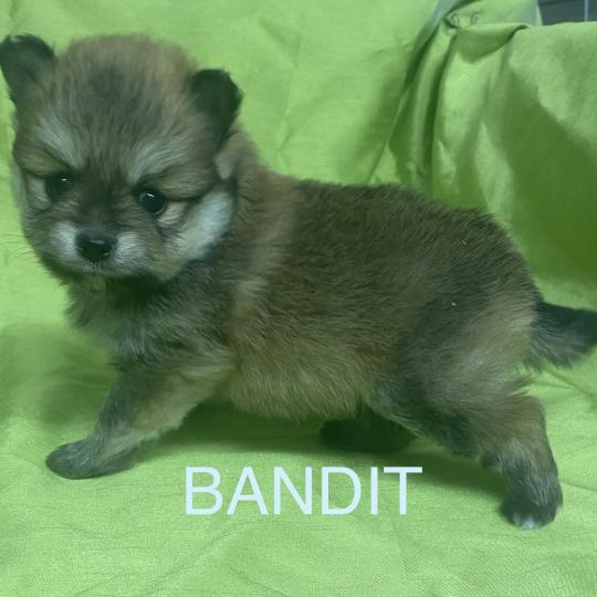chiot Spitz allemand BANDIT spitz à réserver Domaine de la Chantelaie