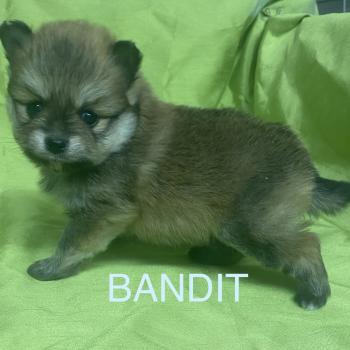 chiot Spitz allemand BANDIT spitz à réserver Domaine de la Chantelaie