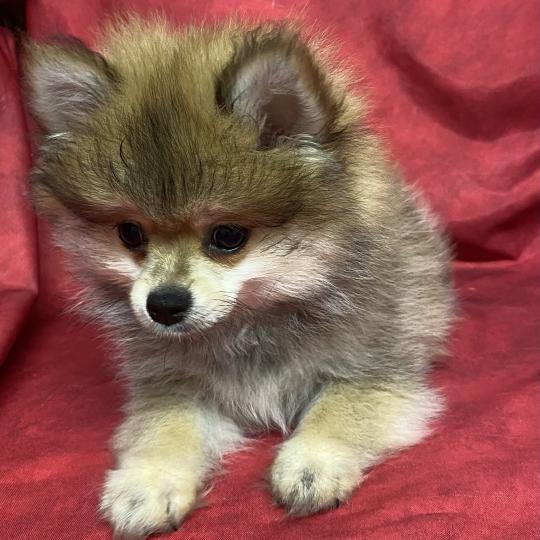 chiot Spitz allemand BANDIT spitz nain DISPONIBLE Domaine de la Chantelaie