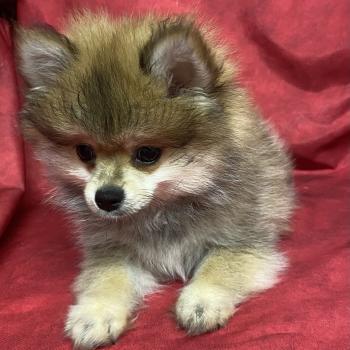 chiot Spitz allemand BANDIT spitz nain DISPONIBLE Domaine de la Chantelaie