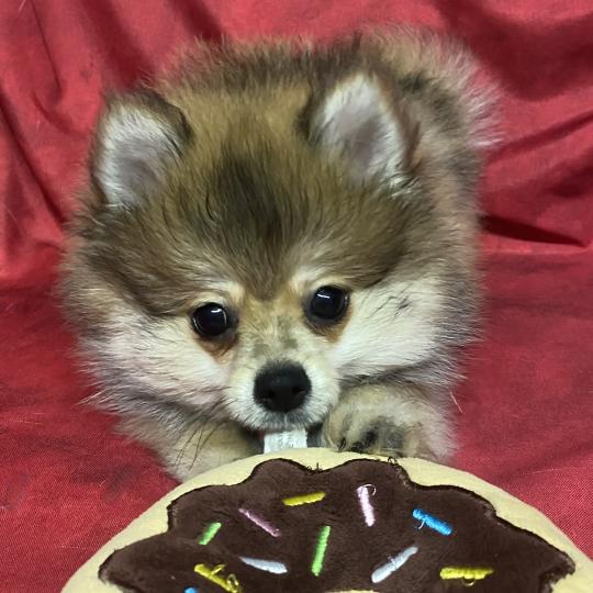 chiot Spitz allemand BANDIT spitz nain DISPONIBLE Domaine de la Chantelaie
