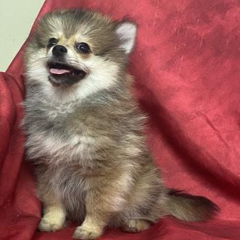 chiot Spitz allemand BANDIT spitz nain DISPONIBLE Domaine de la Chantelaie