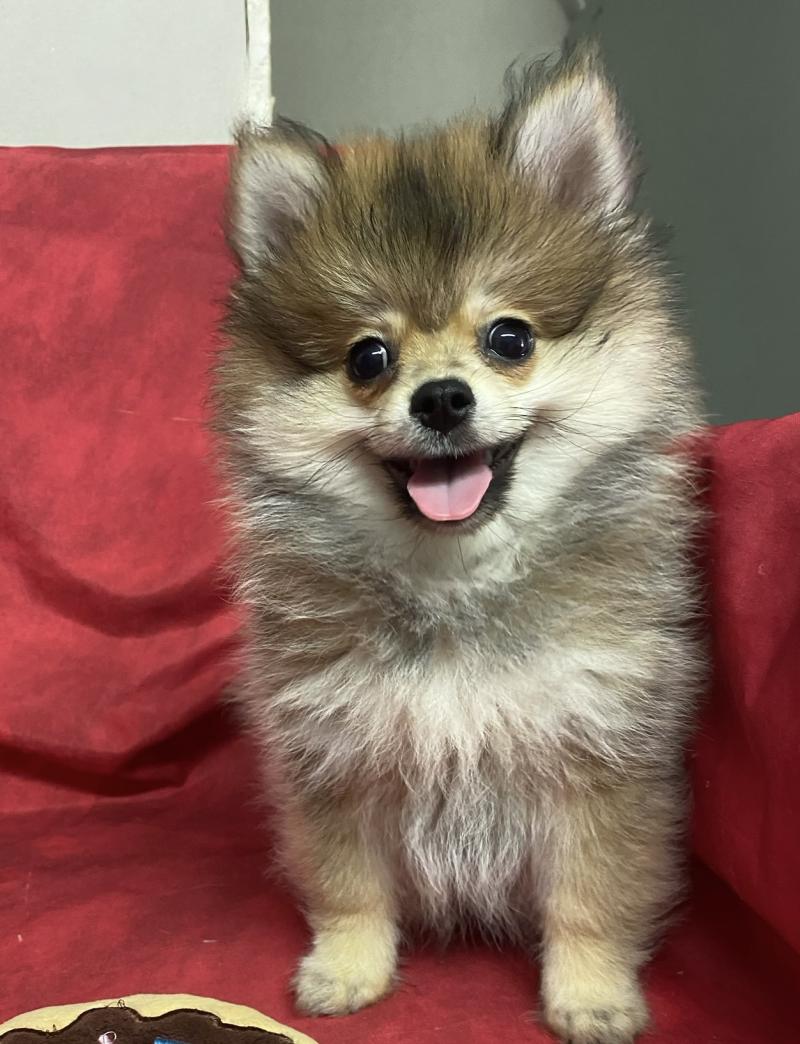 BANDIT spitz nain DISPONIBLE Mâle Spitz allemand