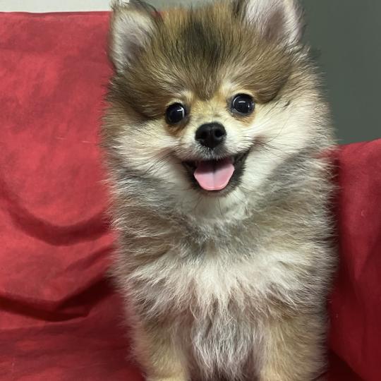 chiot Spitz allemand BANDIT spitz nain DISPONIBLE Domaine de la Chantelaie