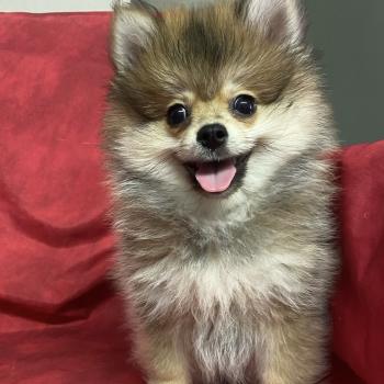 chiot Spitz allemand BANDIT spitz nain DISPONIBLE Domaine de la Chantelaie