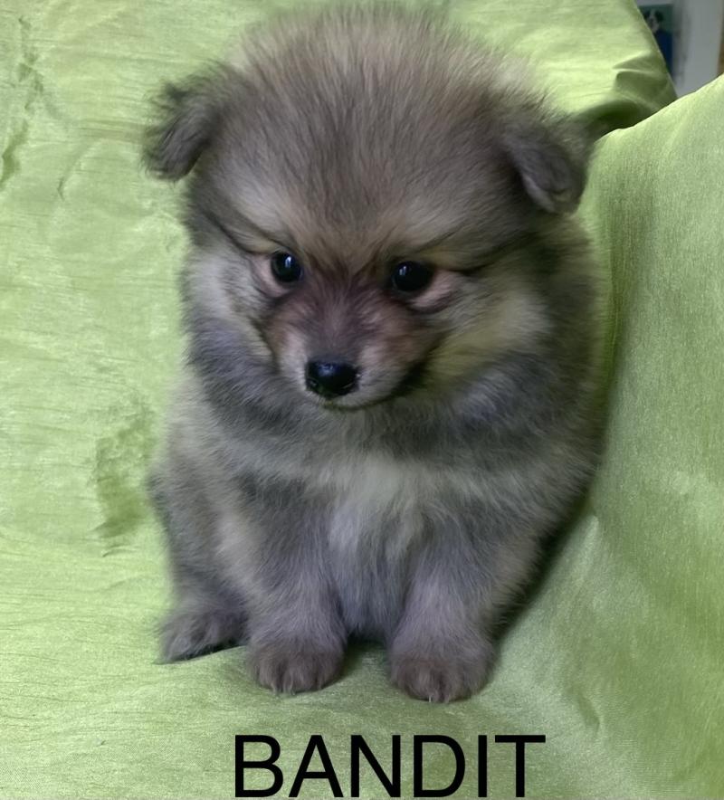 BANDIT spitz disponible Mâle Spitz allemand