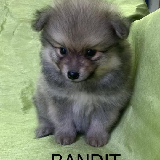 chiot Spitz allemand BANDIT spitz disponible Domaine de la Chantelaie