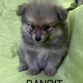 chiot Spitz allemand BANDIT spitz disponible Domaine de la Chantelaie