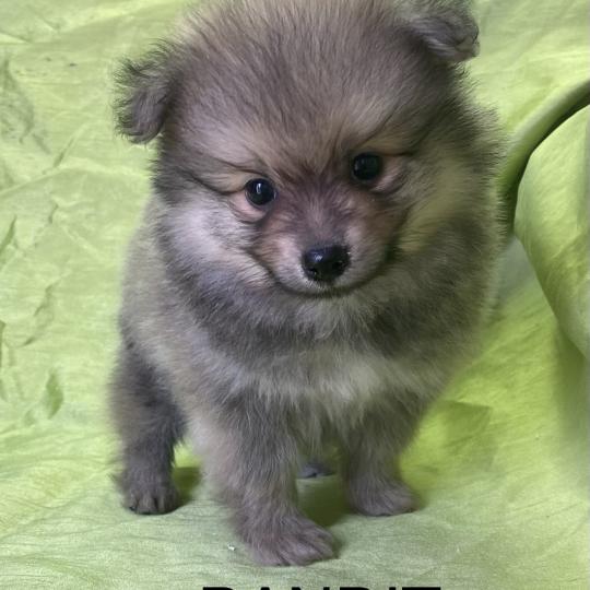 chiot Spitz allemand BANDIT spitz disponible Domaine de la Chantelaie