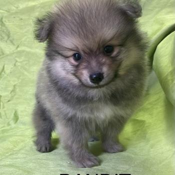 chiot Spitz allemand BANDIT spitz disponible Domaine de la Chantelaie
