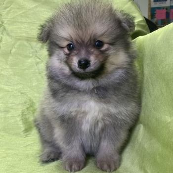 chiot Spitz allemand BANDIT spitz disponible Domaine de la Chantelaie