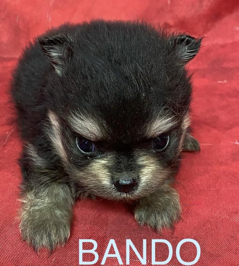 BANDO spitz à réserver Mâle Spitz allemand