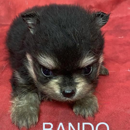 chiot Spitz allemand BANDO spitz à réserver Domaine de la Chantelaie