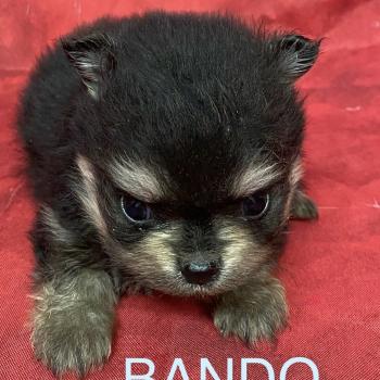 chiot Spitz allemand BANDO spitz à réserver Domaine de la Chantelaie