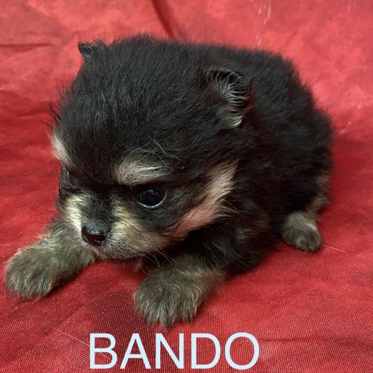 chiot Spitz allemand BANDO spitz à réserver Domaine de la Chantelaie