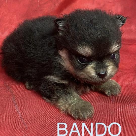 chiot Spitz allemand BANDO spitz à réserver Domaine de la Chantelaie