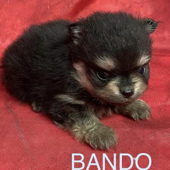 chiot Spitz allemand BANDO spitz à réserver Domaine de la Chantelaie