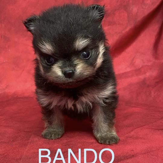 chiot Spitz allemand BANDO spitz à réserver Domaine de la Chantelaie