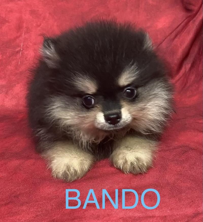 BANDO spitz nain DISPONIBLE Mâle Spitz allemand