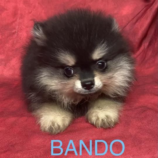chiot Spitz allemand BANDO spitz à réserver Domaine de la Chantelaie