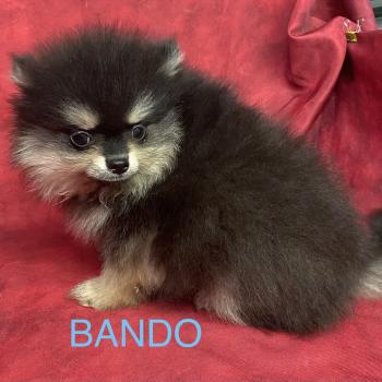 chiot Spitz allemand BANDO spitz à réserver Domaine de la Chantelaie