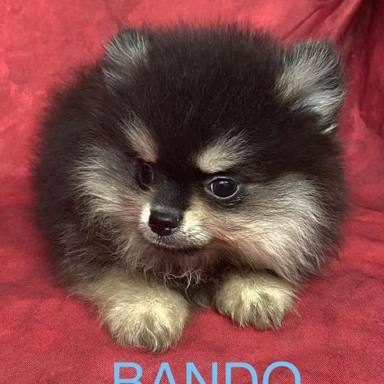 chiot Spitz allemand BANDO spitz à réserver Domaine de la Chantelaie