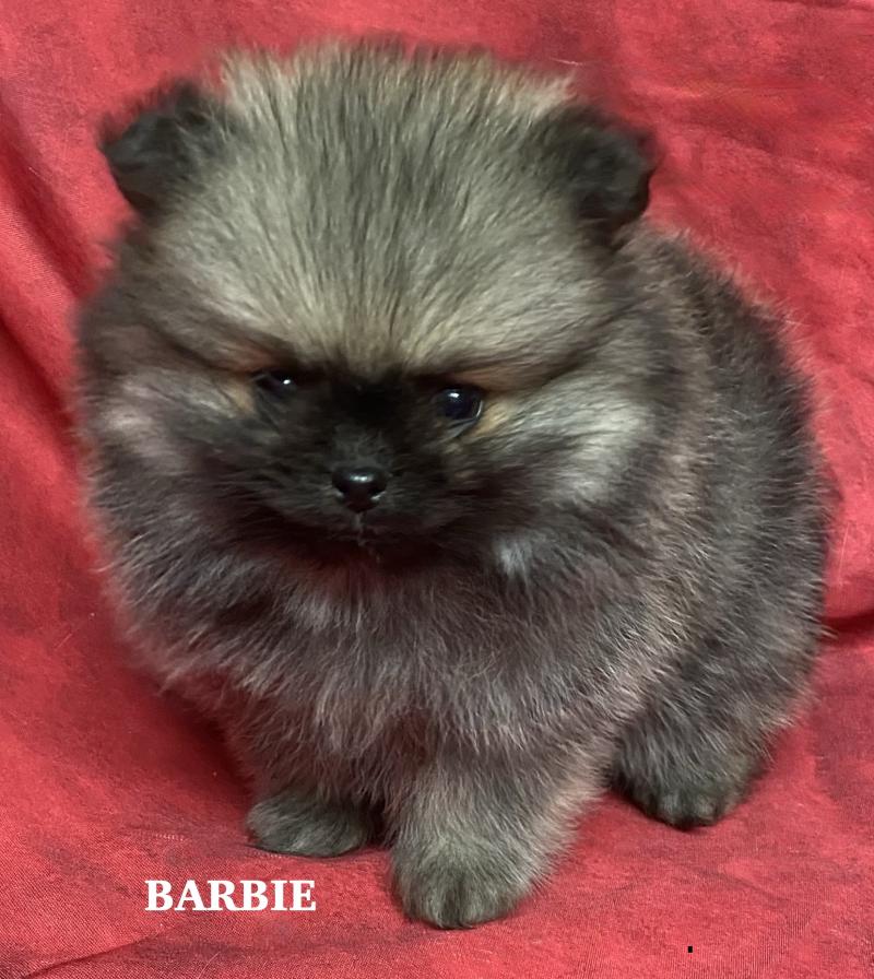BARBIE spitz naine Poméranian à réserver Femelle Spitz allemand
