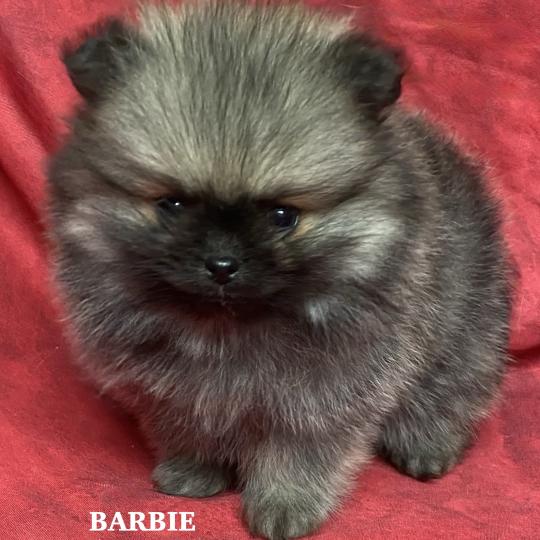 chiot Spitz allemand BARBIE spitz naine à réserver Domaine de la Chantelaie