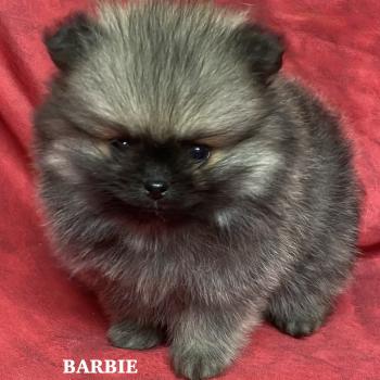 chiot Spitz allemand BARBIE spitz naine à réserver Domaine de la Chantelaie