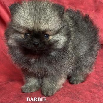 chiot Spitz allemand BARBIE spitz naine à réserver Domaine de la Chantelaie