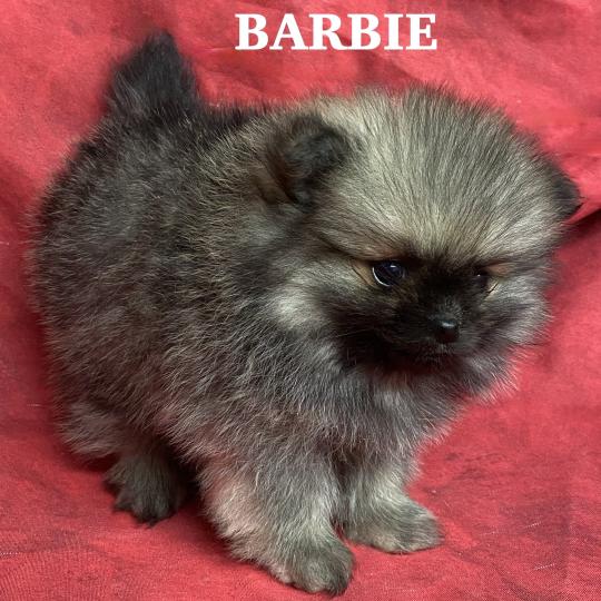 chiot Spitz allemand BARBIE spitz naine à réserver Domaine de la Chantelaie