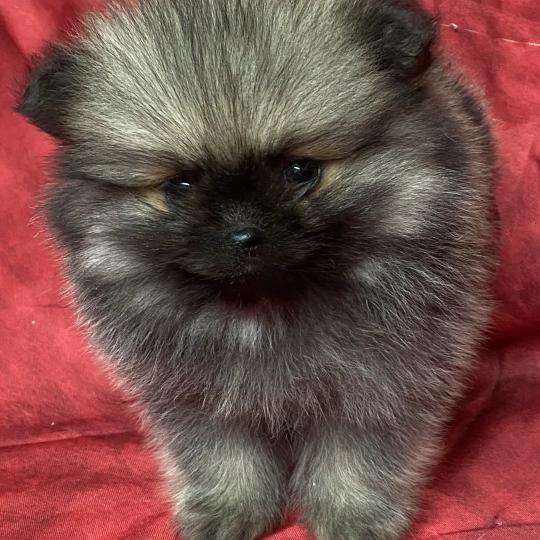 chiot Spitz allemand BARBIE spitz naine à réserver Domaine de la Chantelaie