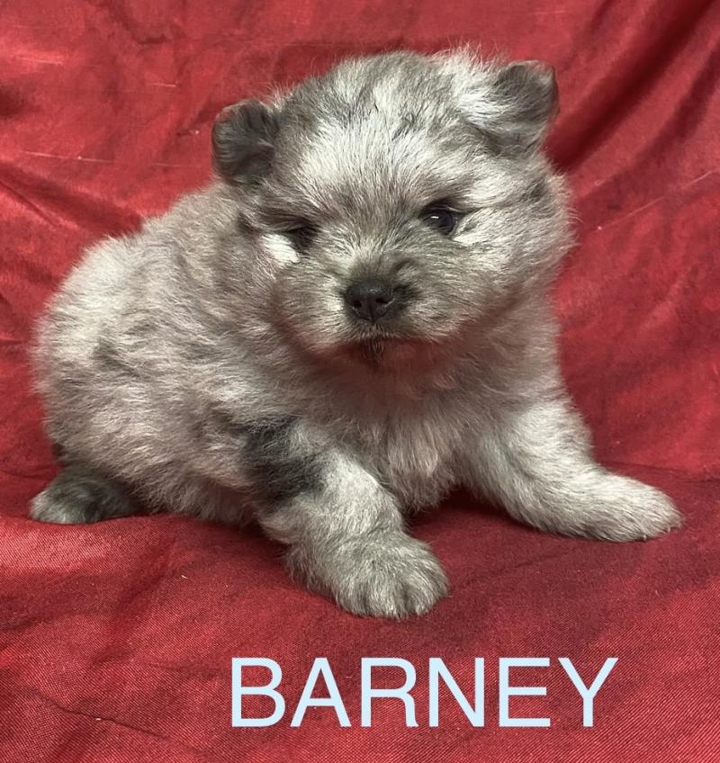 BARNEY.spitz à réserver Mâle Spitz allemand