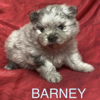 chiot Spitz allemand BARNEY.spitz à réserver Domaine de la Chantelaie