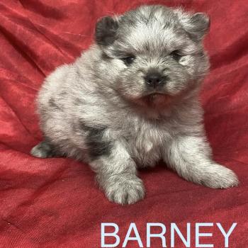 chiot Spitz allemand BARNEY.spitz à réserver Domaine de la Chantelaie